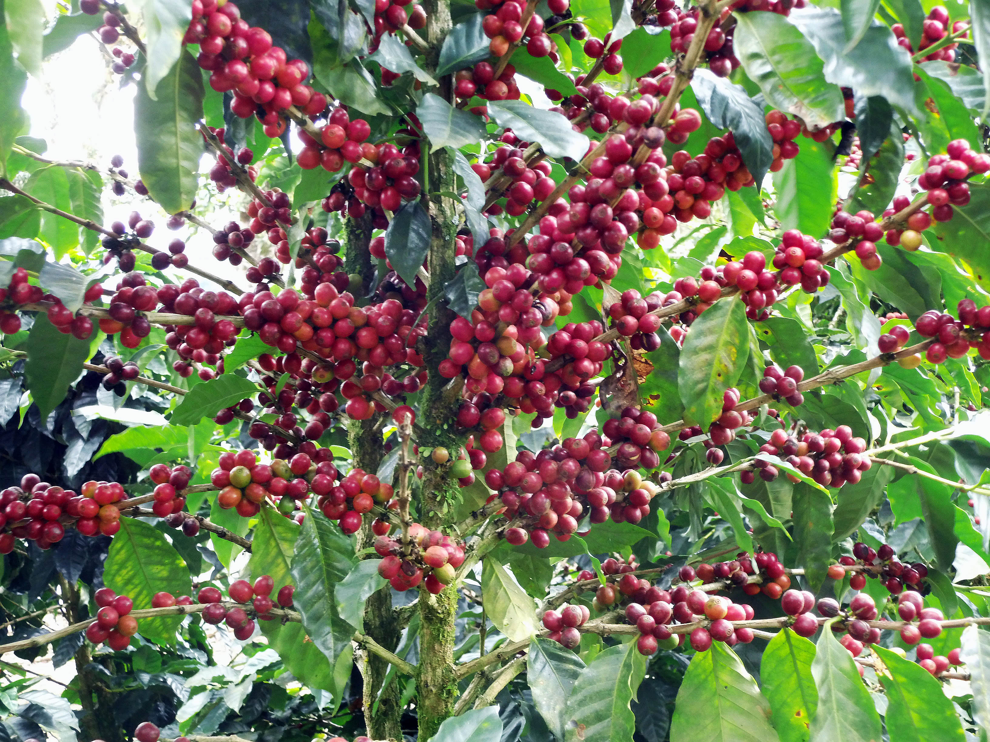 Paraiso Red Caturra