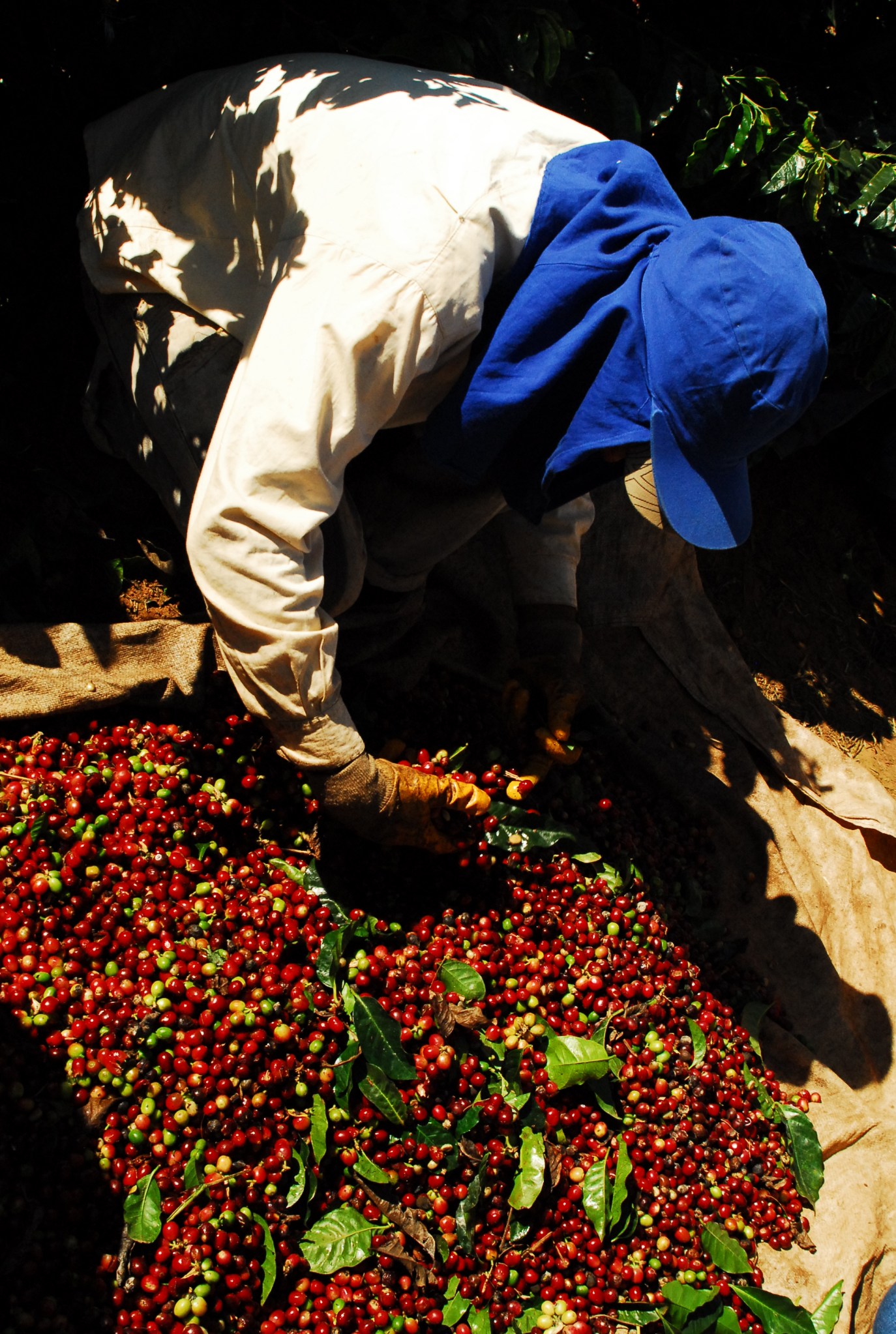 Fazenda Progresso (10)